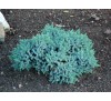 Можжевельник чешуйчатый Блю Стар (Blue Star) С2